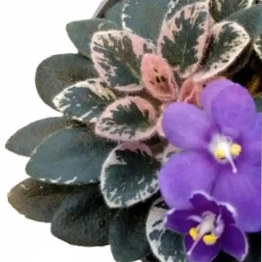 Close up of variegated leaves and purple flower of a Saintpaulia plant on white background