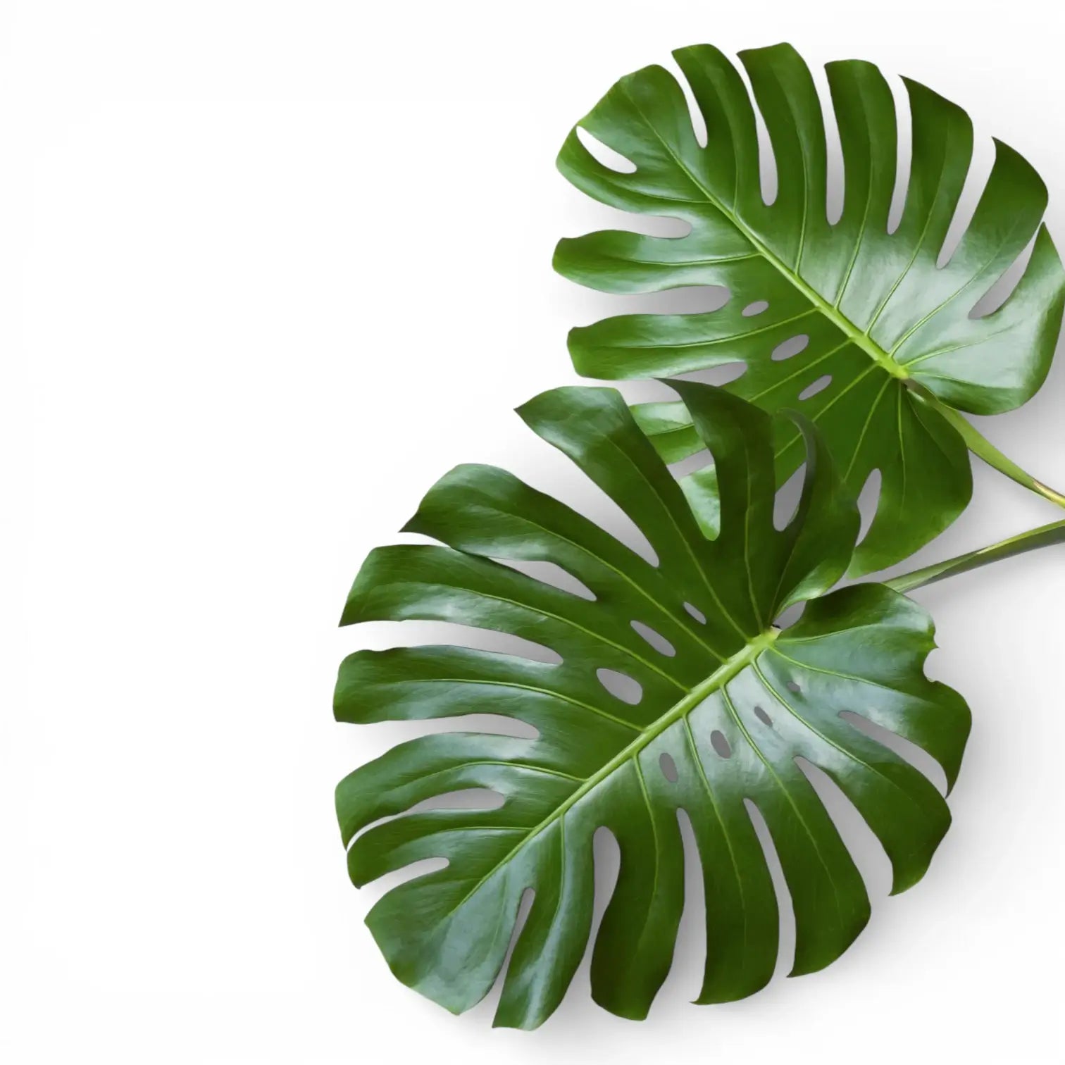 Monstera deliciosa foliage, deeply split and fenestrated leaves on white background