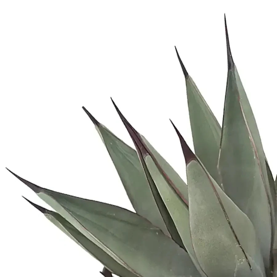 Nahaufnahme einer Agave vor weißem Hintergrund