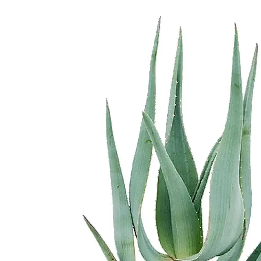 Close up of Aloe plant on white background