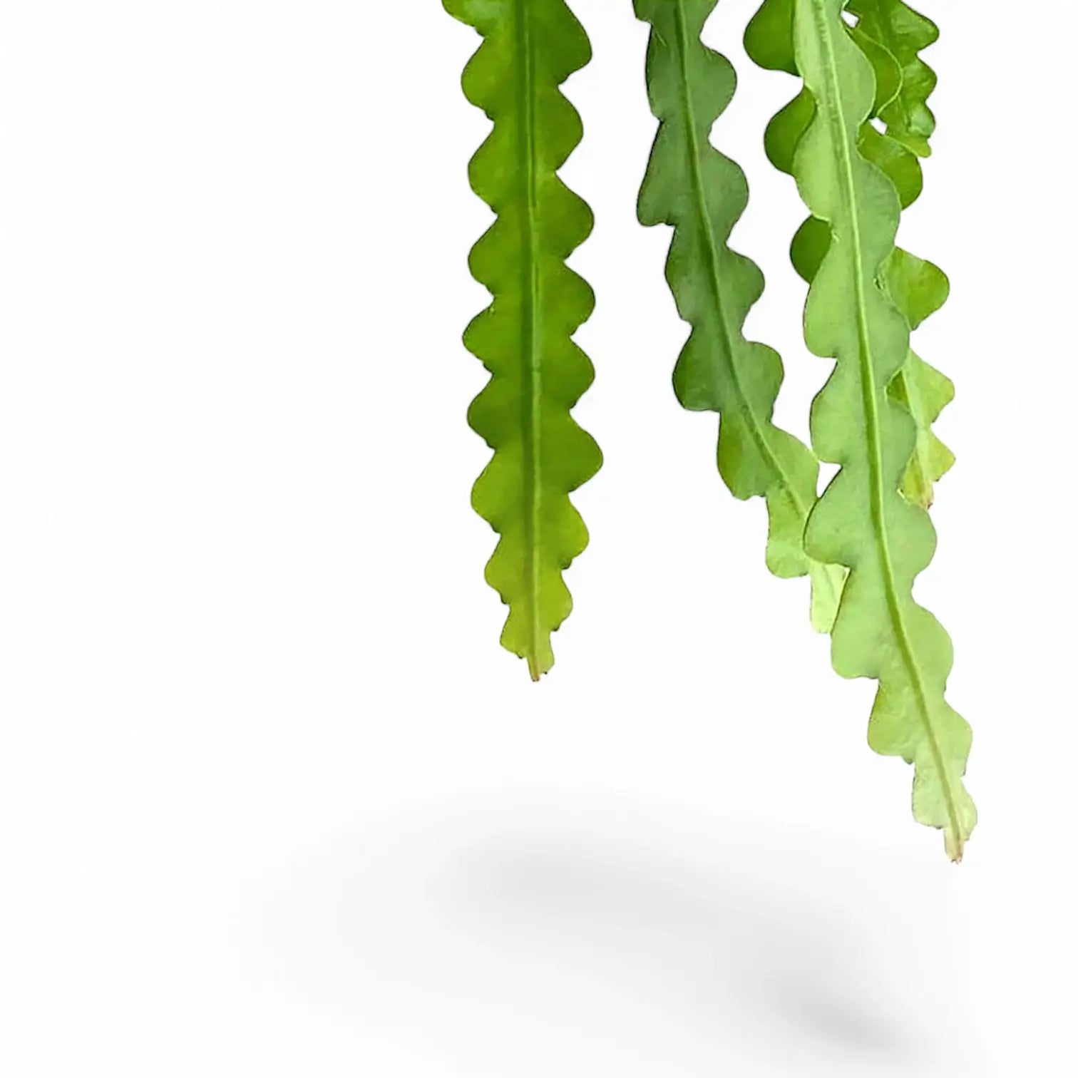 Disocactus anguliger leaves on white background