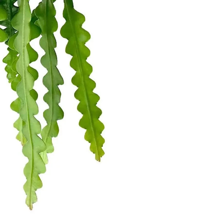 Disocactus (Orchid Cactus Group)