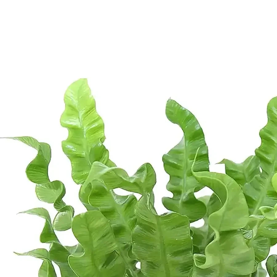 Close up of curly Asplenium fronds on white background
