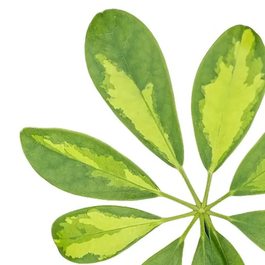 Heptapleurum (Schefflera)