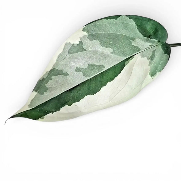 Variegated leaf of Syngonium chiapense variegata shwoing deep gree, mint and white colouration, on white backround