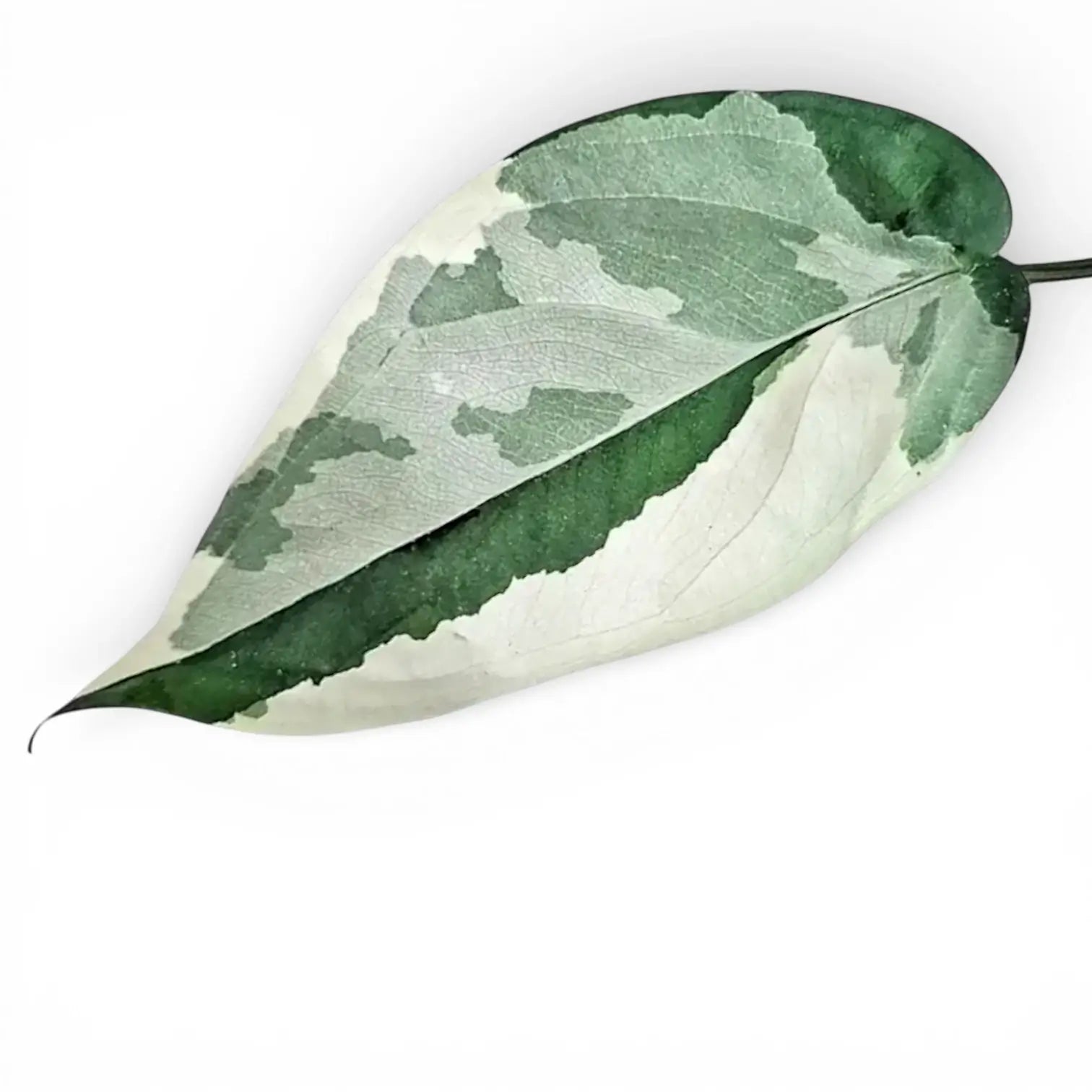 Variegated leaf of Syngonium chiapense variegata showing deep gree, mint and white colouration, on white background