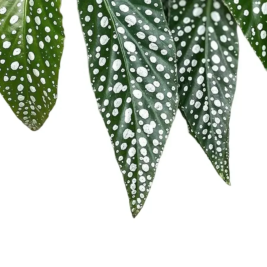 Begonia plant leaf close up on white backround