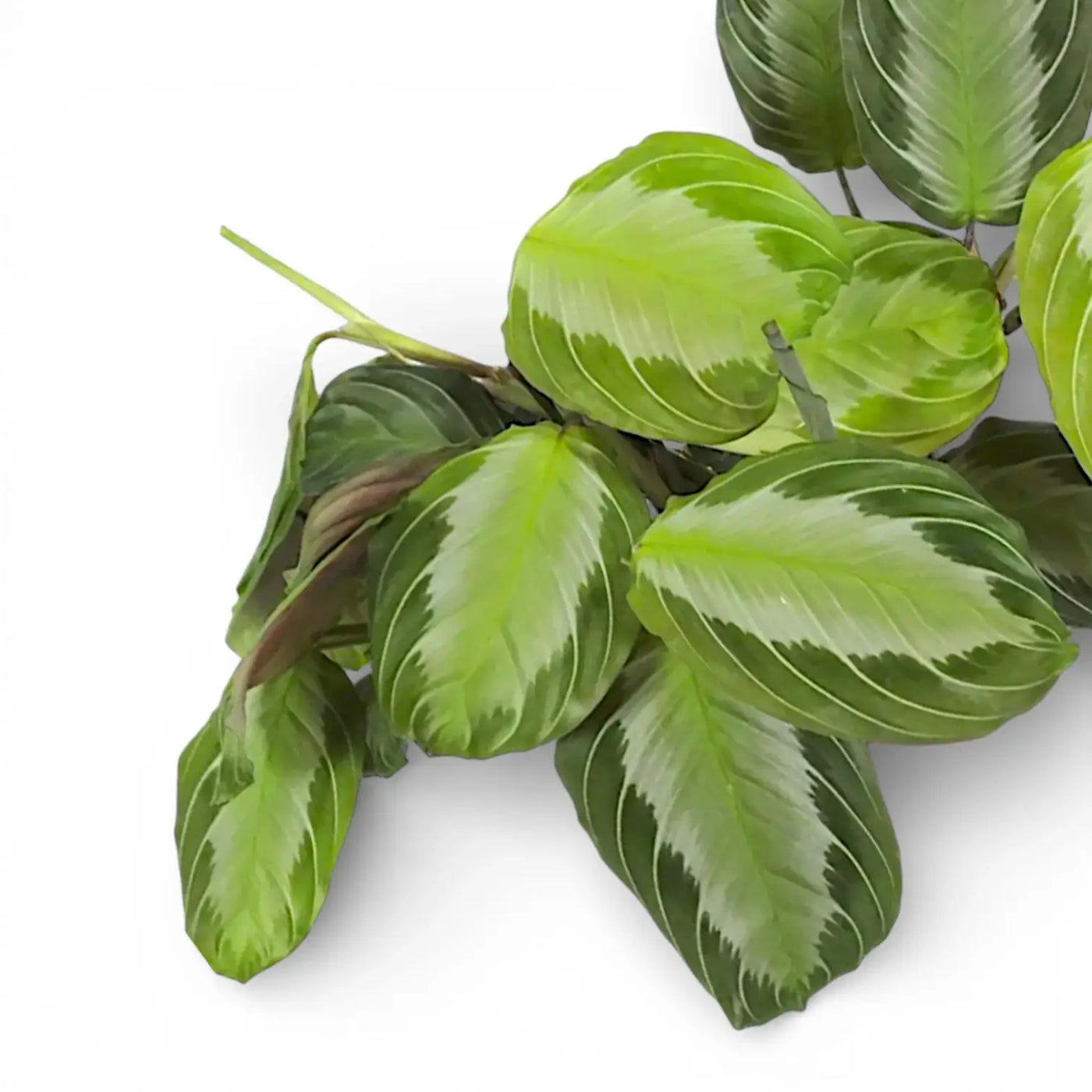 Prayer plant Maranta 'Silver Band' foliage on white background