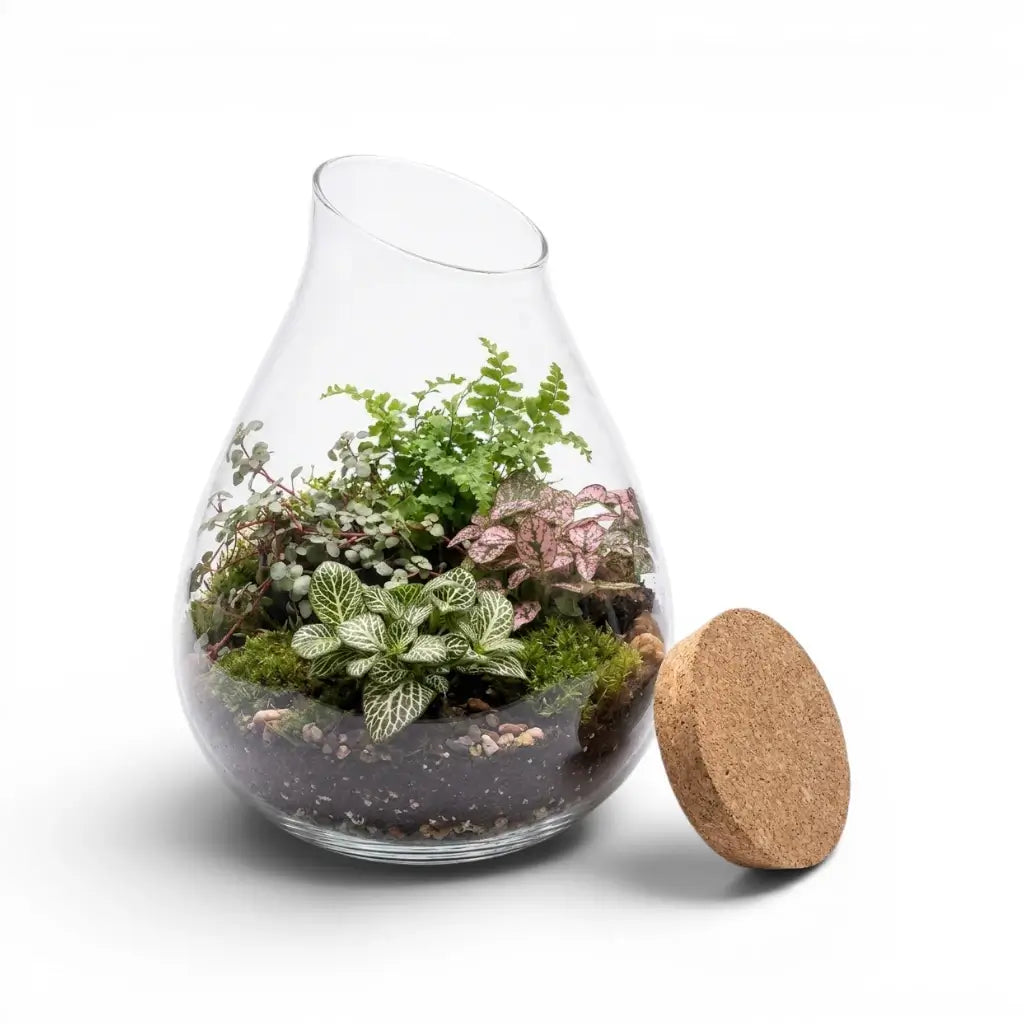 Offenes Glasterrarium mit kompakten Pflanzen und Pflanzmedium
