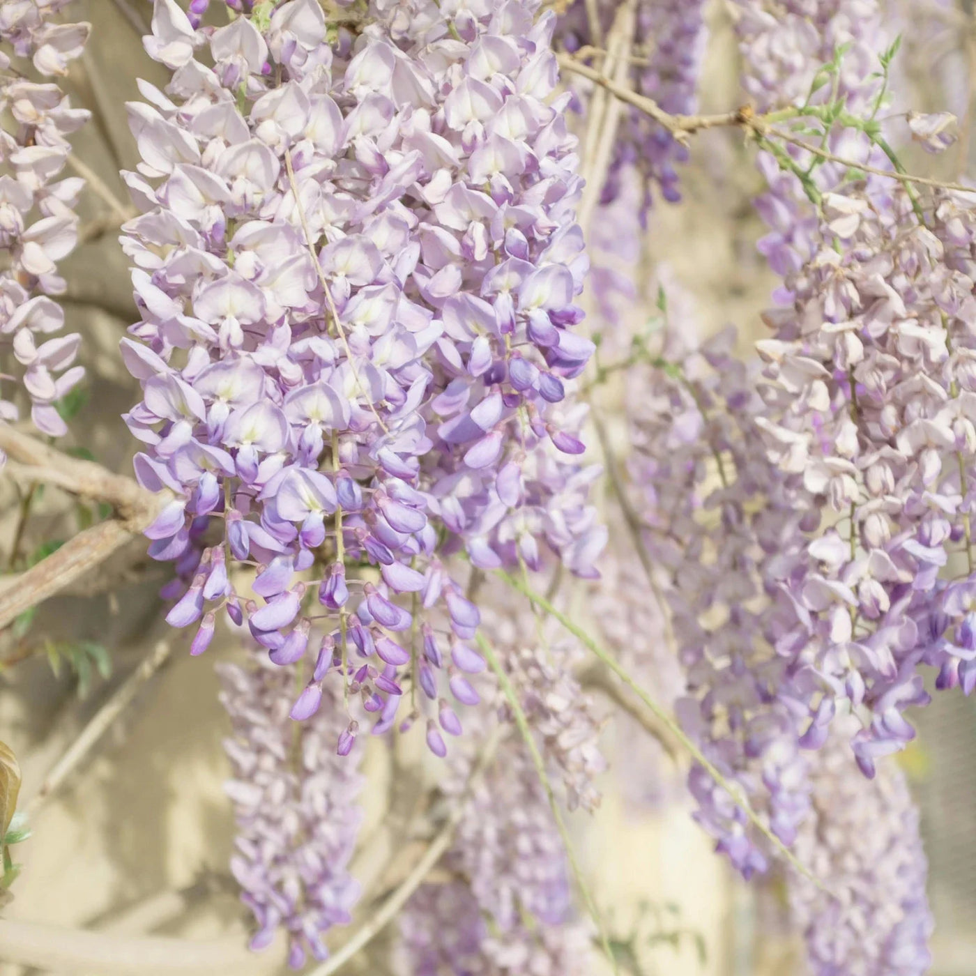 Wisteria blooms