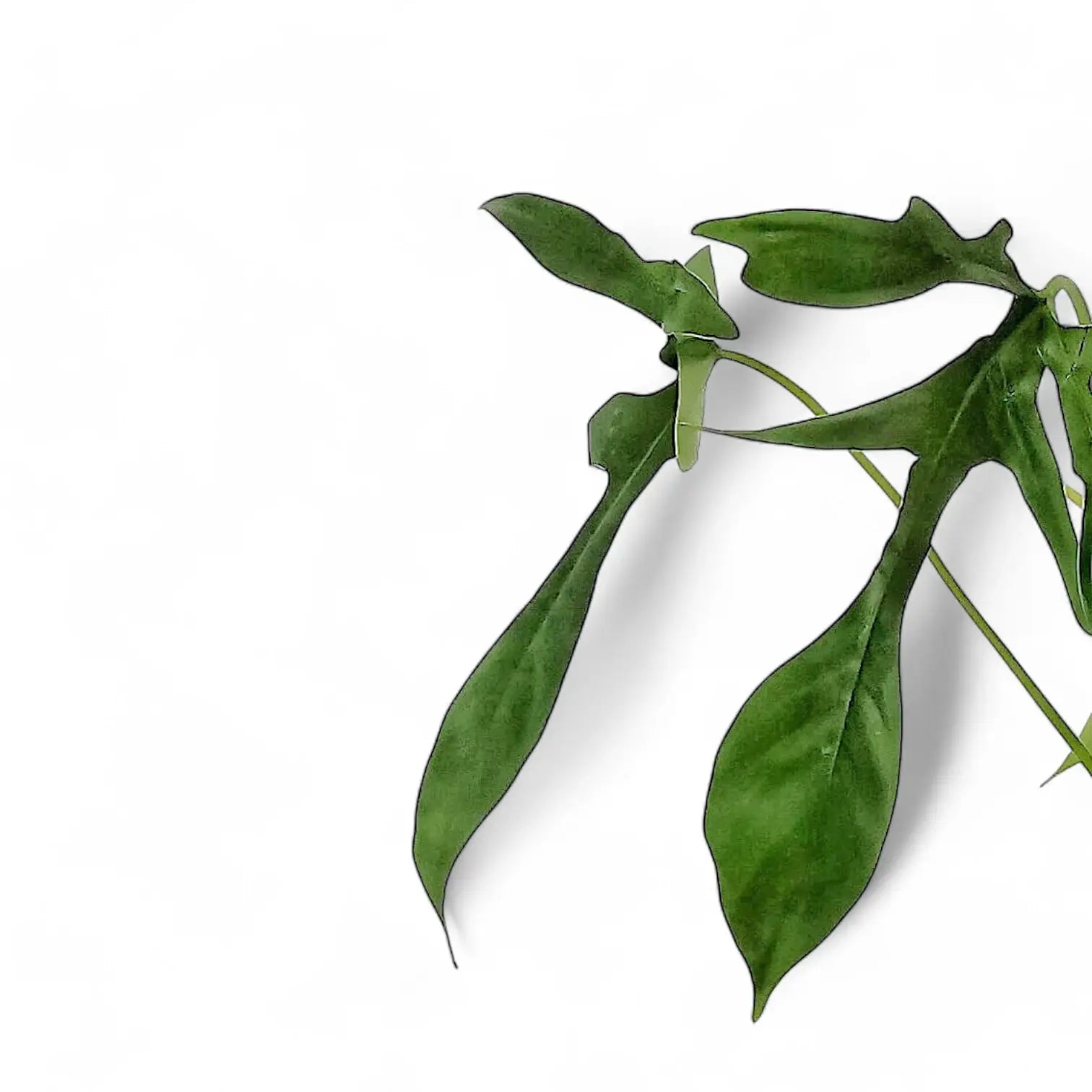 Philodendron 'Glad hands' (quercifolium) – Blatt-Detailaufnahme auf weißem Hintergrund.