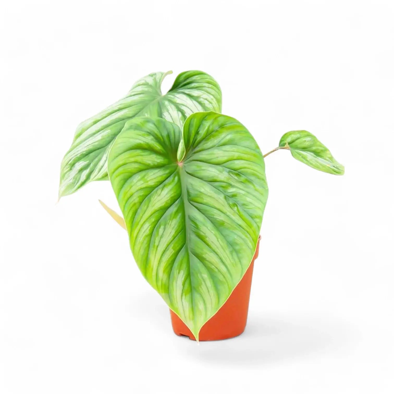 Philodendron plowmanii potted houseplant in nursery pot on white background, product photo 5.