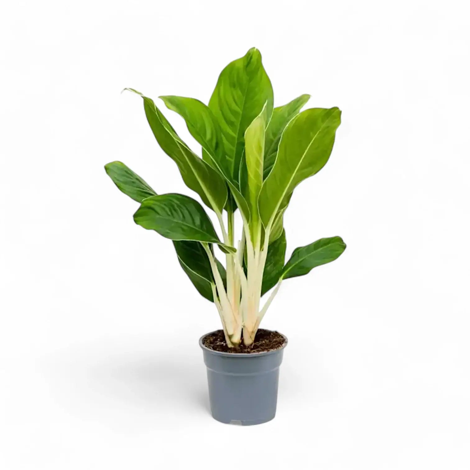 Aglaonema âCintho Kingâ â Topfpflanze im Kulturtopf vor weiĂem Hintergrund, Produktfoto 3.