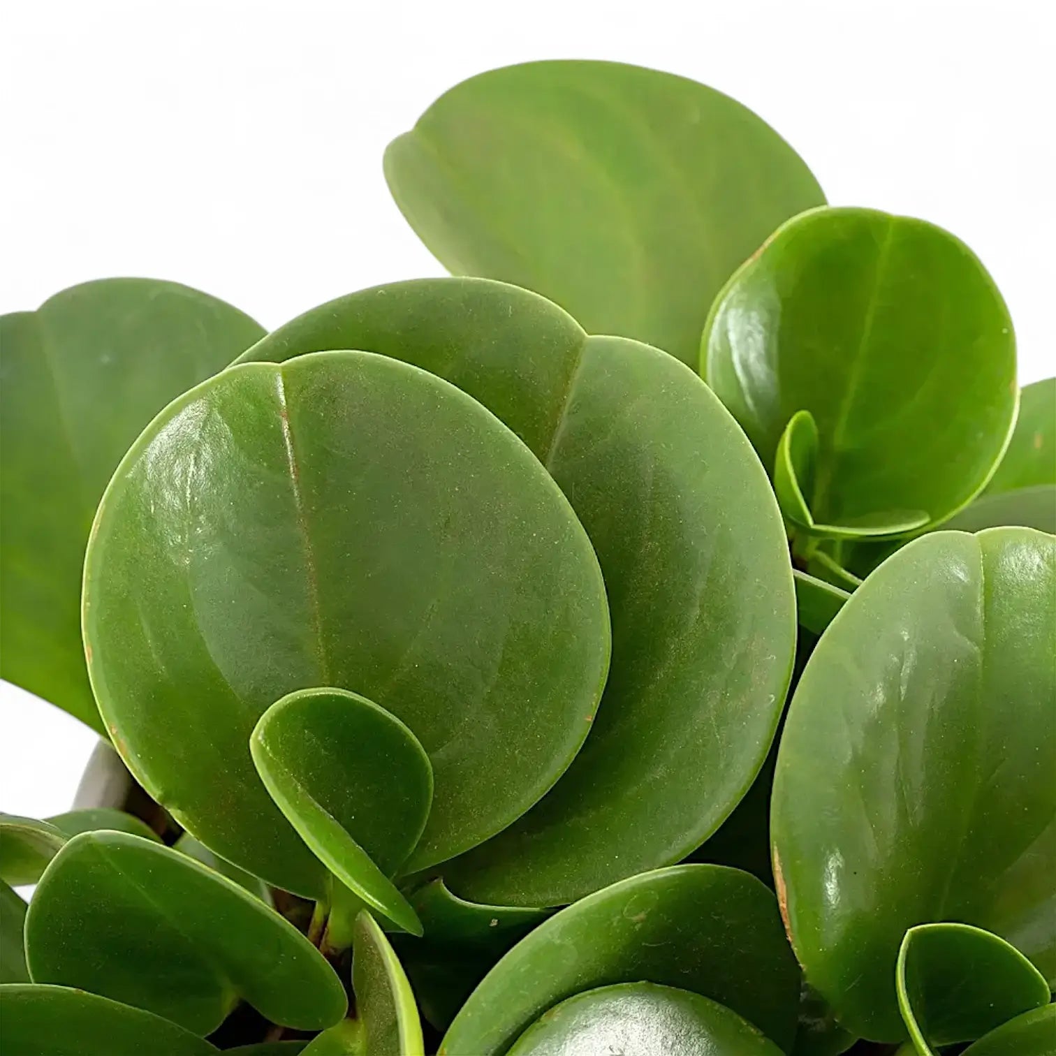 Peperomia obtusifolia potted houseplant in nursery pot on white background, product photo 6.
