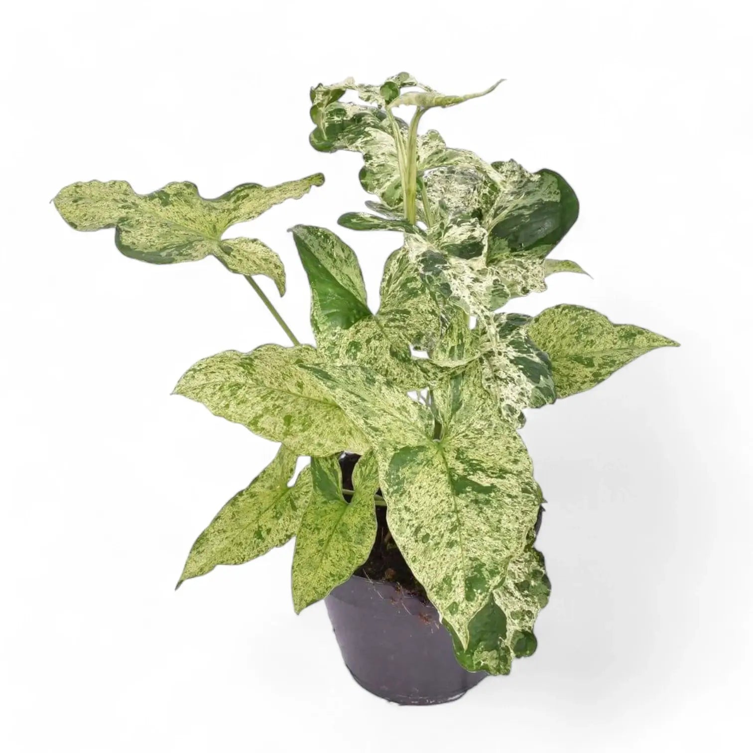 Syngonium podophyllum 'Mottled' – Zimmerpflanze im Kulturtopf auf weißem Hintergrund, Produktfoto 8.