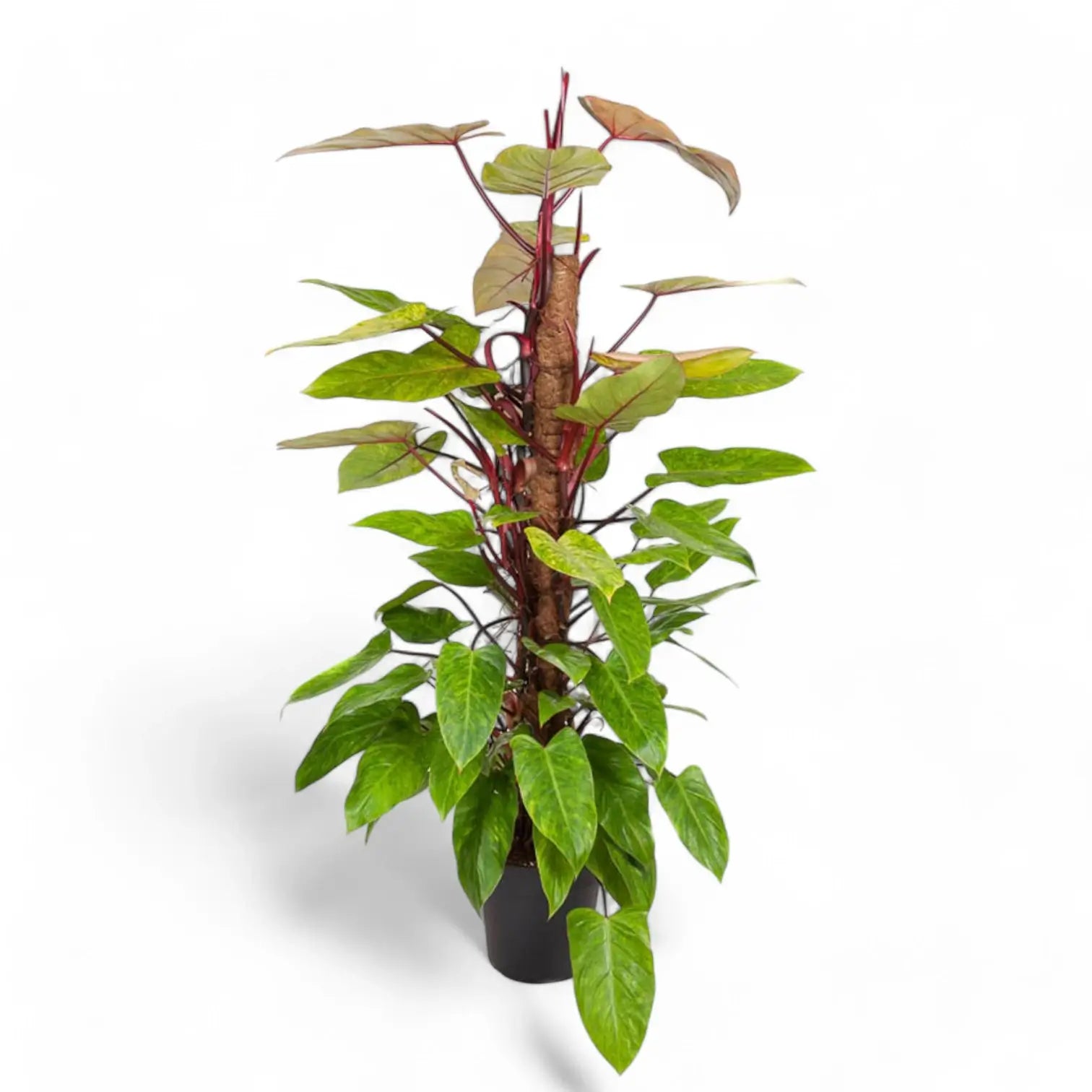 Philodendron 'Painted lady' – Zimmerpflanze im Kulturtopf auf weißem Hintergrund, Produktfoto 8.