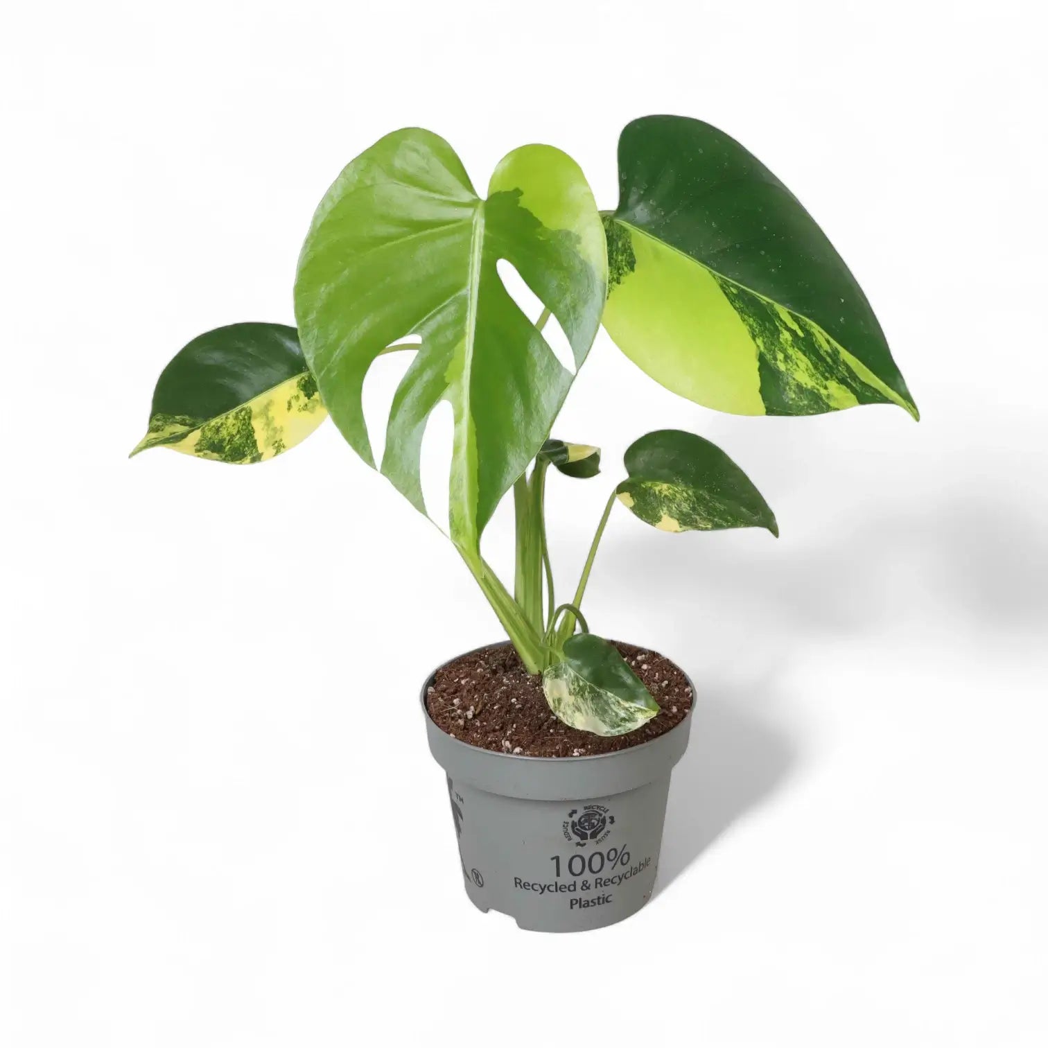 Monstera deliciosa var. borsigiana 'Aurea variegata' potted houseplant in nursery pot on white background, product photo 3.