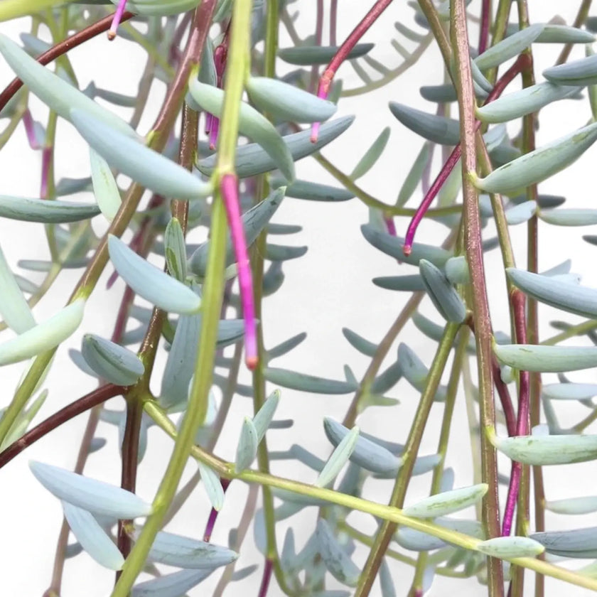 Nahaufnahme eines Blatts von Curio hallianus vor weißem Hintergrund.