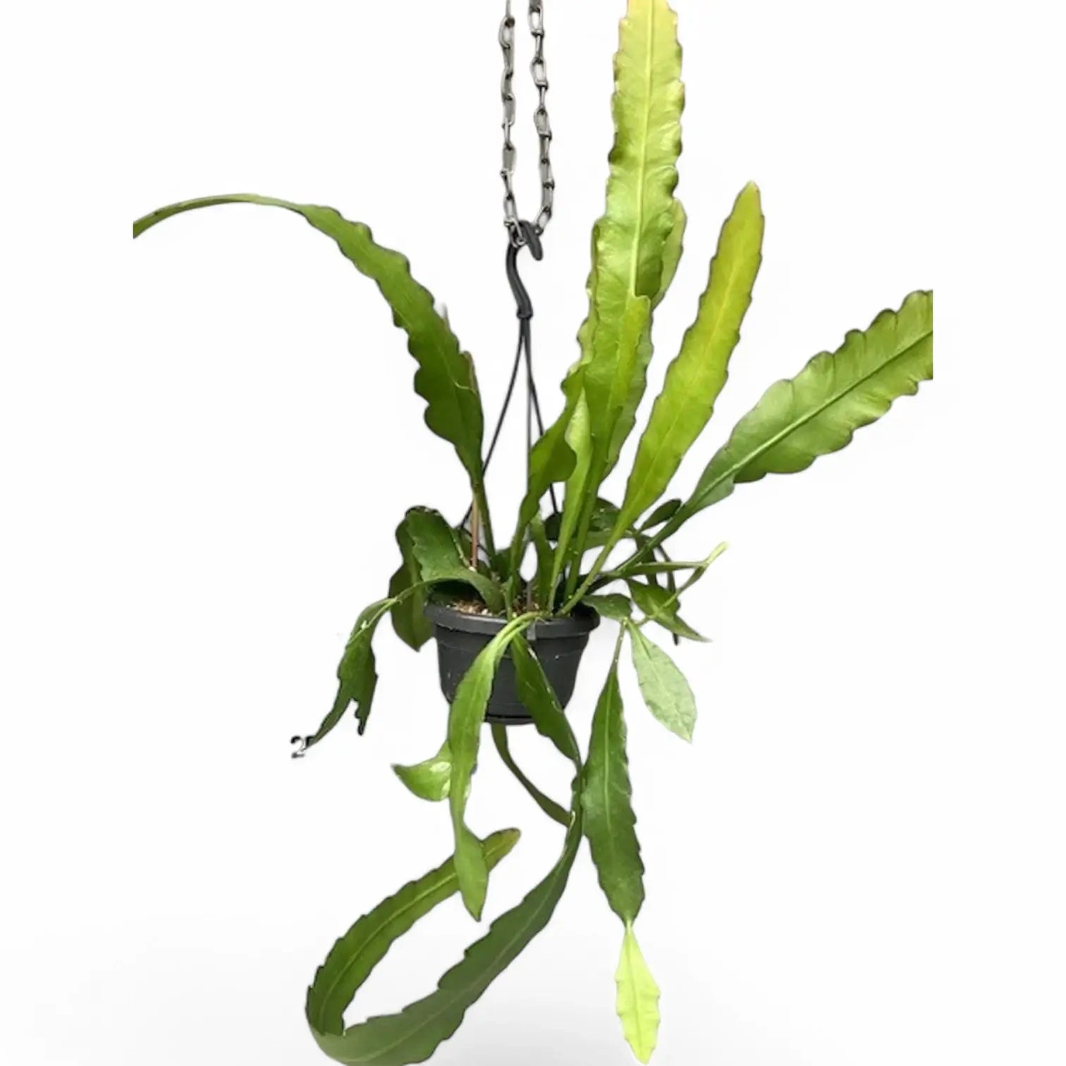 Epiphyllum 'Frühlingsgold' – Topfpflanze im Kulturtopf vor weißem Hintergrund, Produktfoto 4.