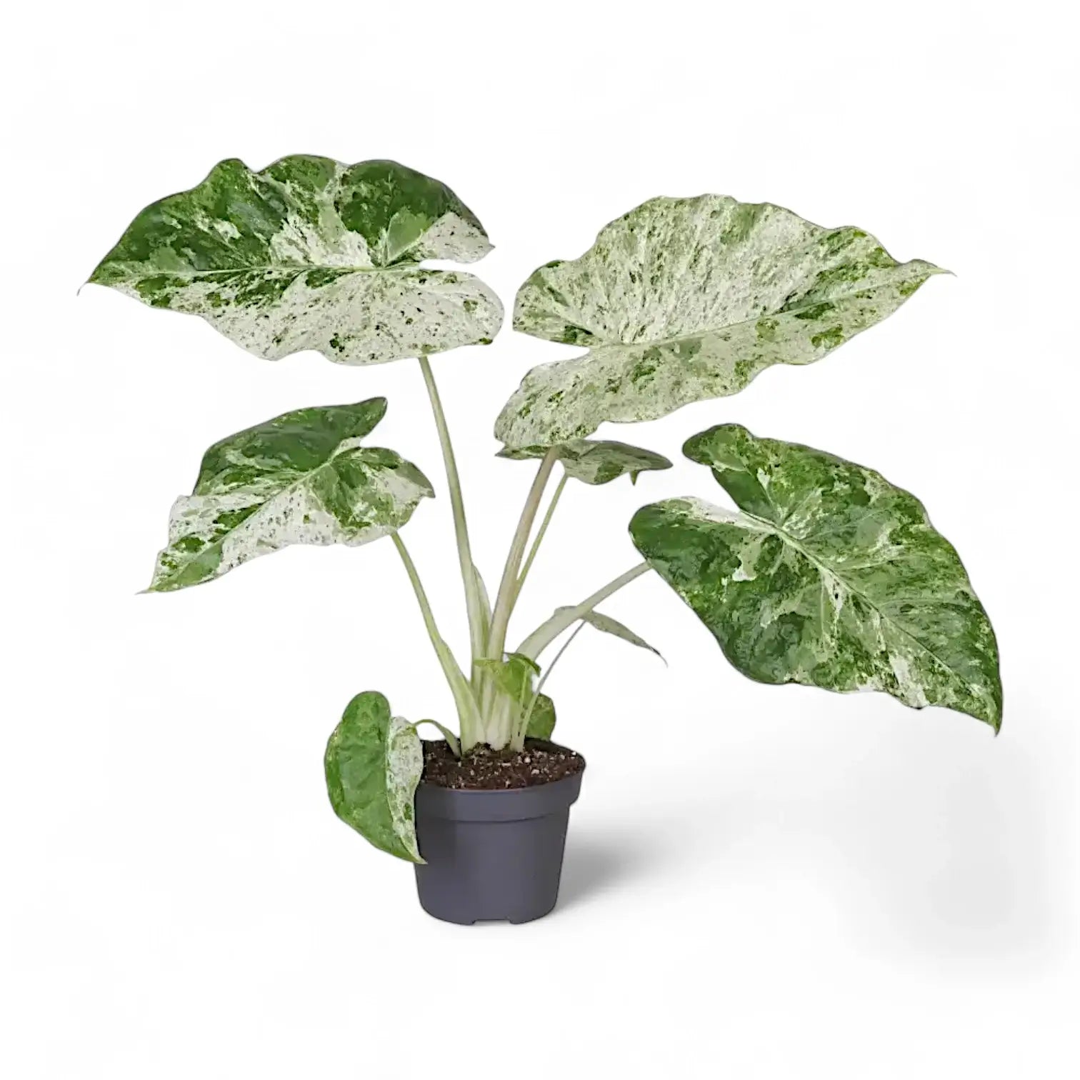 Alocasia macrorrhizos 'Splash' ('Camouflage') – Topfpflanze im Kulturtopf vor weißem Hintergrund, Produktfoto 5.