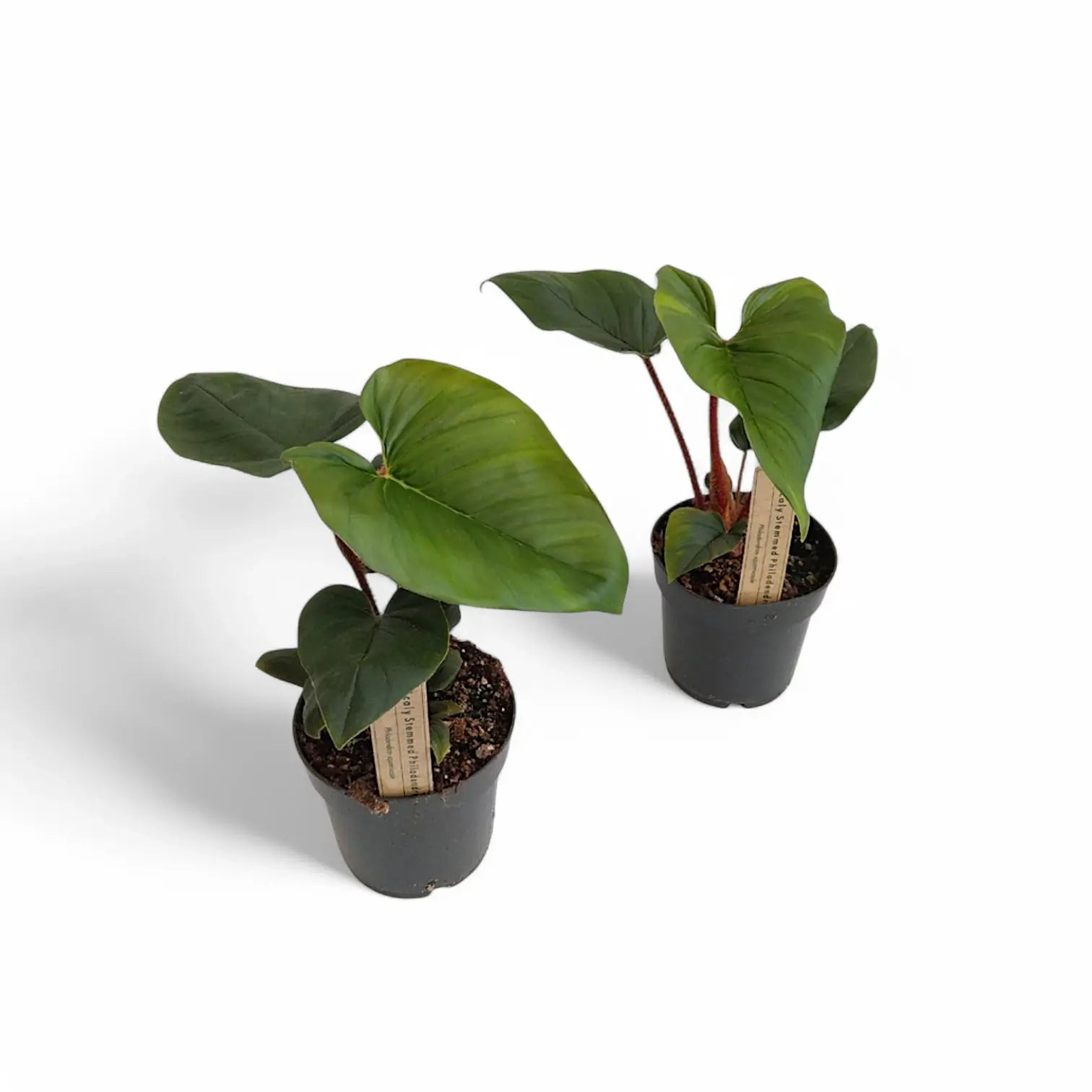 Philodendron squamicaule – Topfpflanze im Kulturtopf vor weißem Hintergrund, Produktfoto 3.