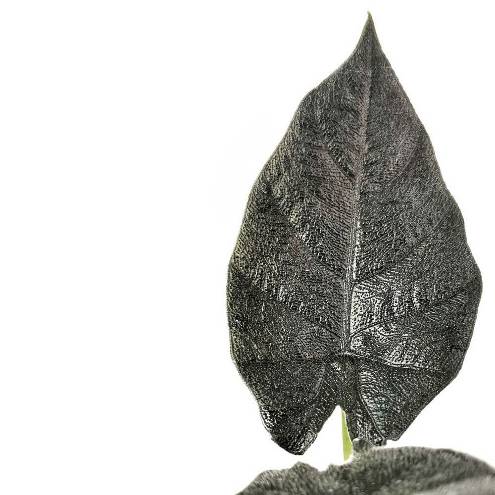 Black leaf of Alocasia Antoro Velvet on a white background