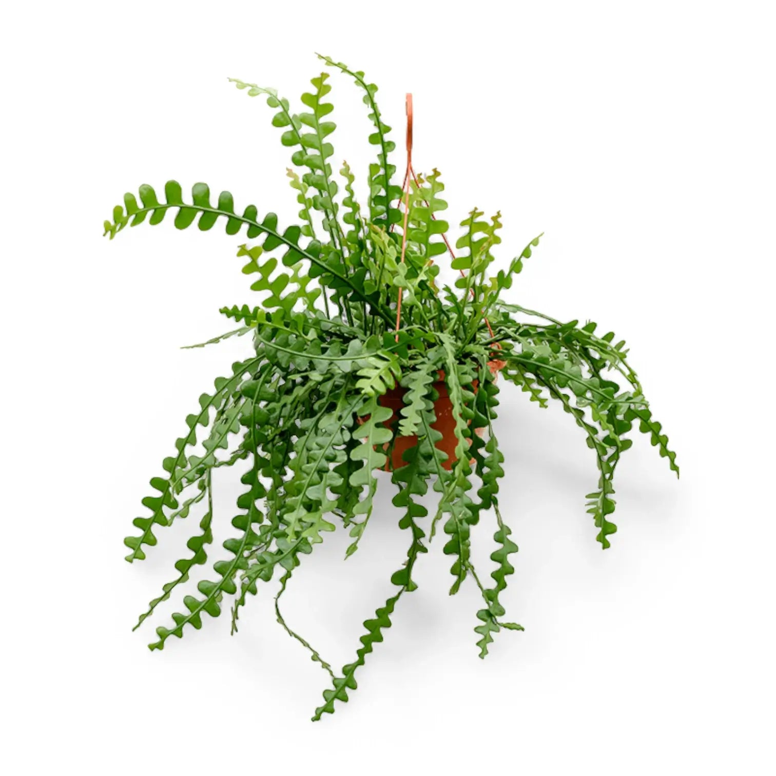 Disocactus ( Epiphyllum ) anguliger – Topfpflanze im Kulturtopf vor weißem Hintergrund, Produktfoto 4.