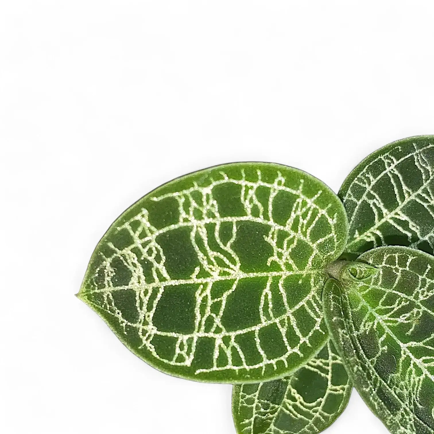 Macodes petola – Detailaufnahme auf weißem Hintergrund.