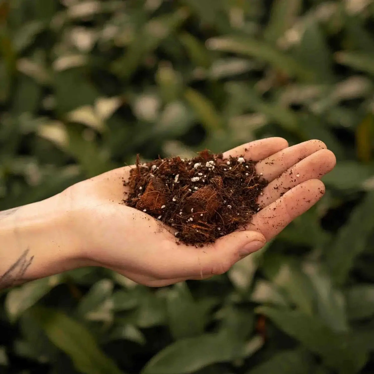 Substratmischung für Aronstabgewächse auf weißem Hintergrund, Produktfoto 11.