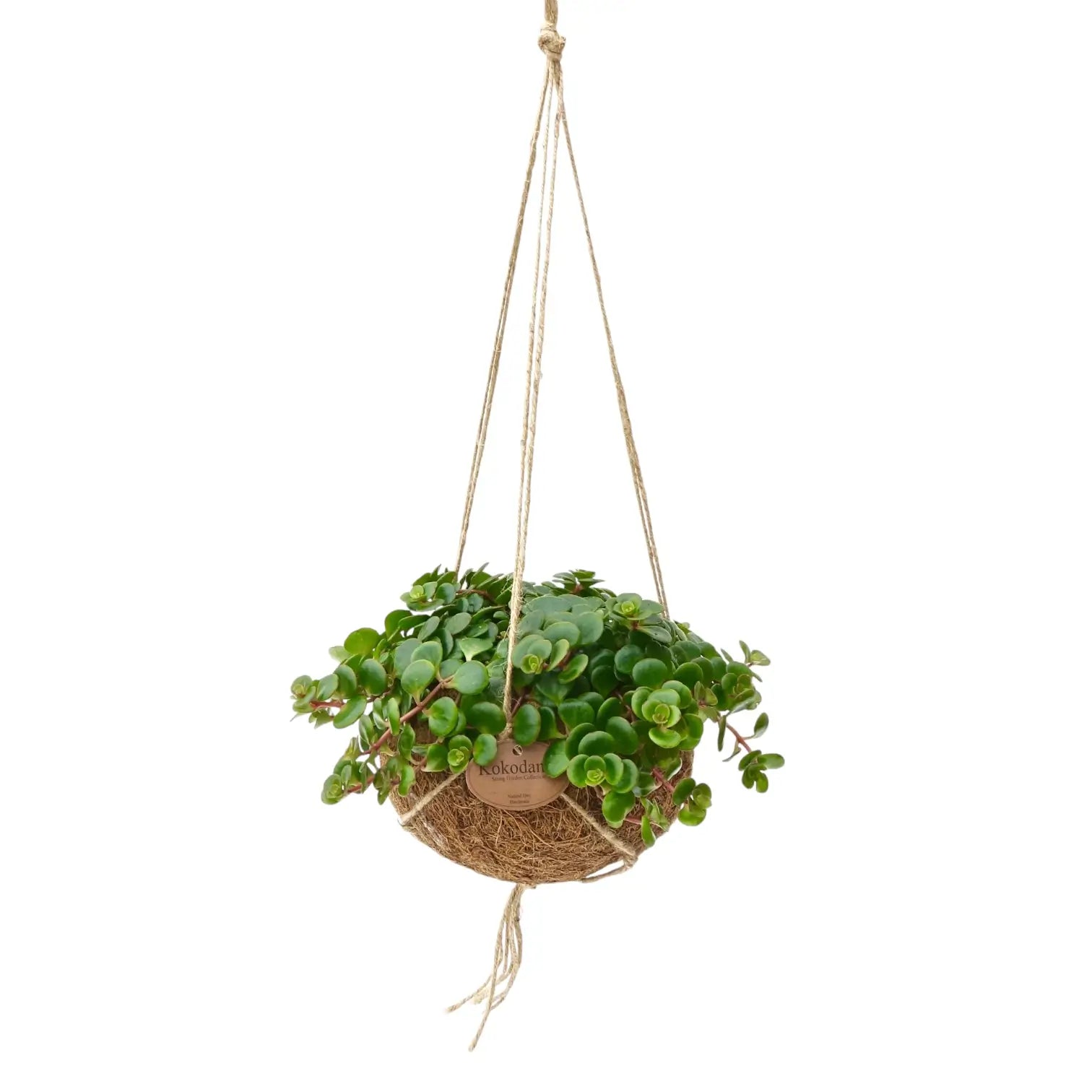 Sedum makinoi 'Tornado' in Kokodama potted houseplant in nursery pot on white background, product photo 3.