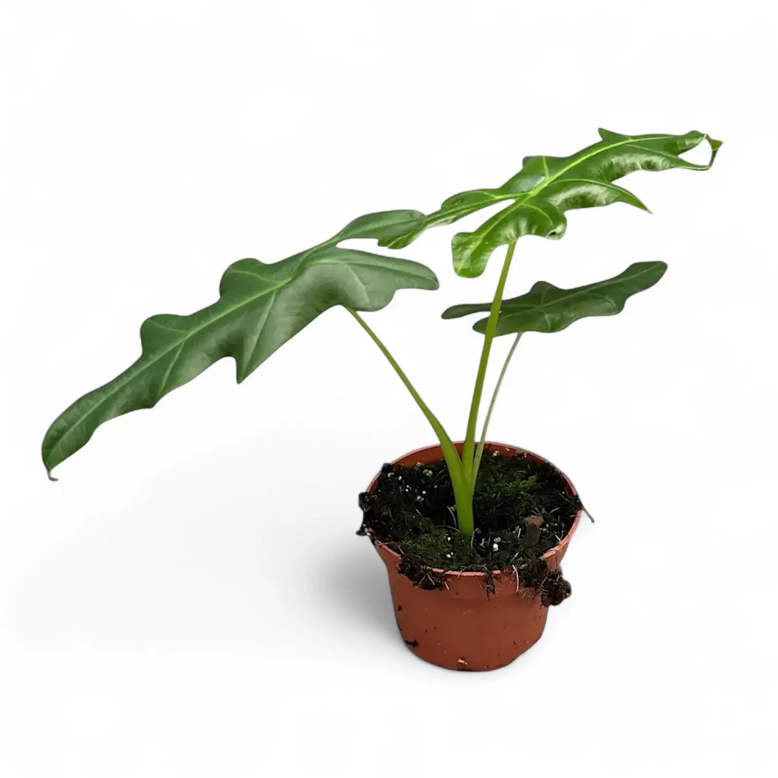 Alocasia portei potted houseplant in nursery pot on white background, product photo 4.