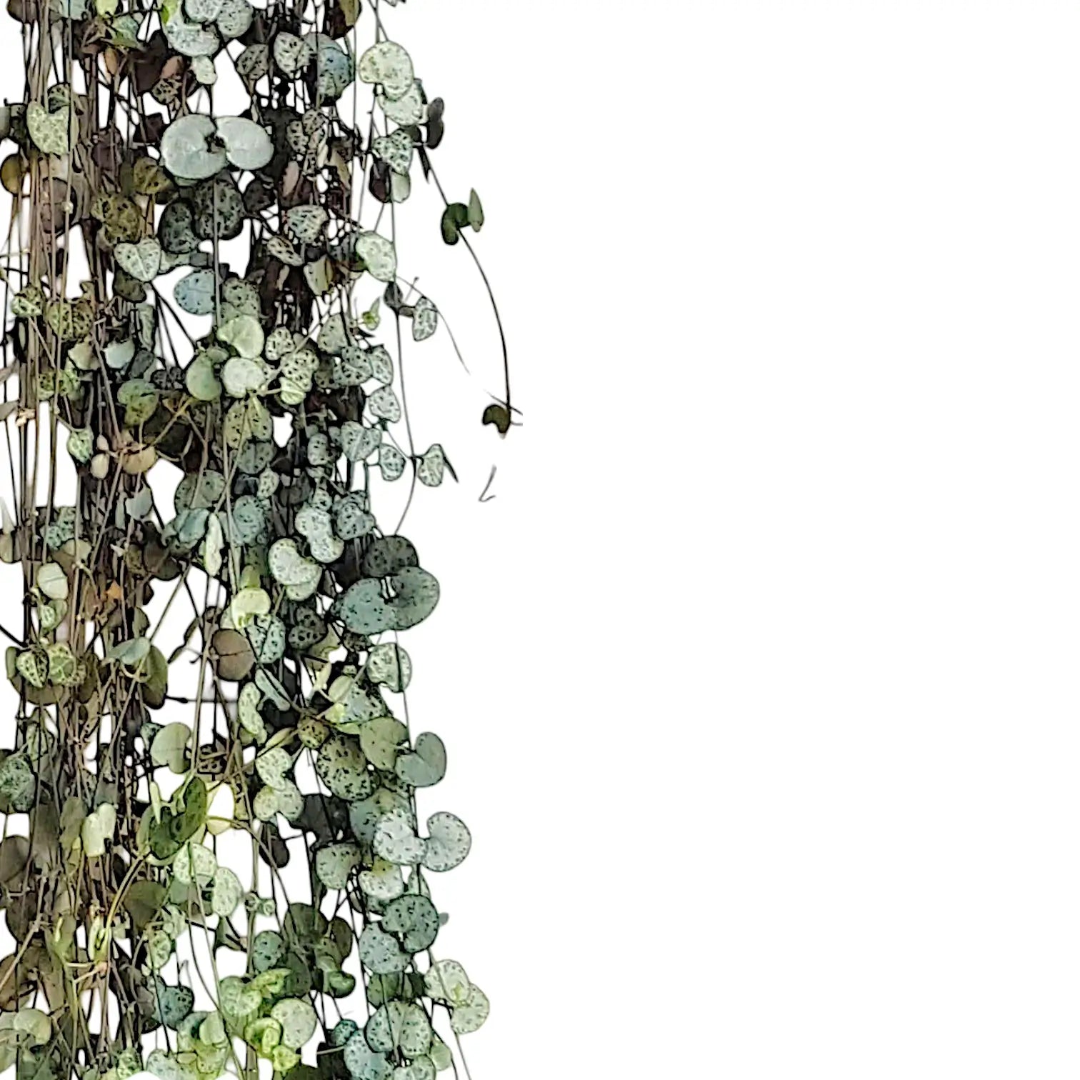 Ceropegia woodii – Blatt-Detailaufnahme auf weißem Hintergrund.