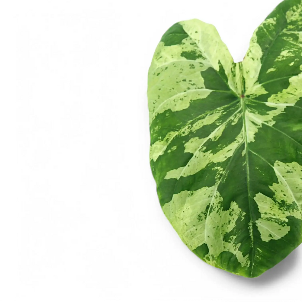 Caladium 'Frog in a Blender' – Blatt-Detailaufnahme auf weißem Hintergrund.