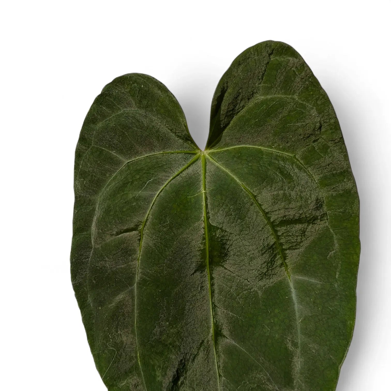 Nahaufnahme eines Blatts von Anthurium 'Dark Phoenix' vor weiĂem Hintergrund.