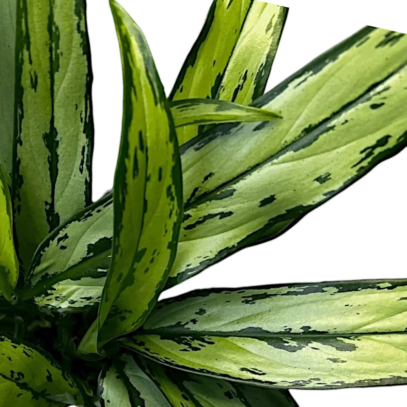 Nahaufnahme eines Blatts von Aglaonema 'Cutlass' vor weißem Hintergrund.