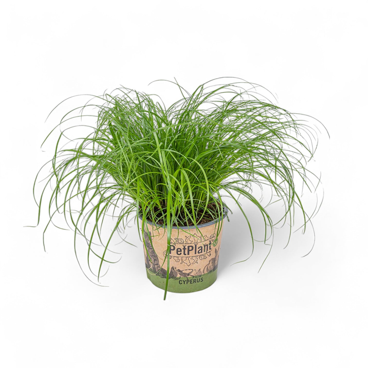 Cyperus alternifolius âZumulaâ (Katzengras) â Topfpflanze im Kulturtopf vor weiĂem Hintergrund, Produktfoto 6.