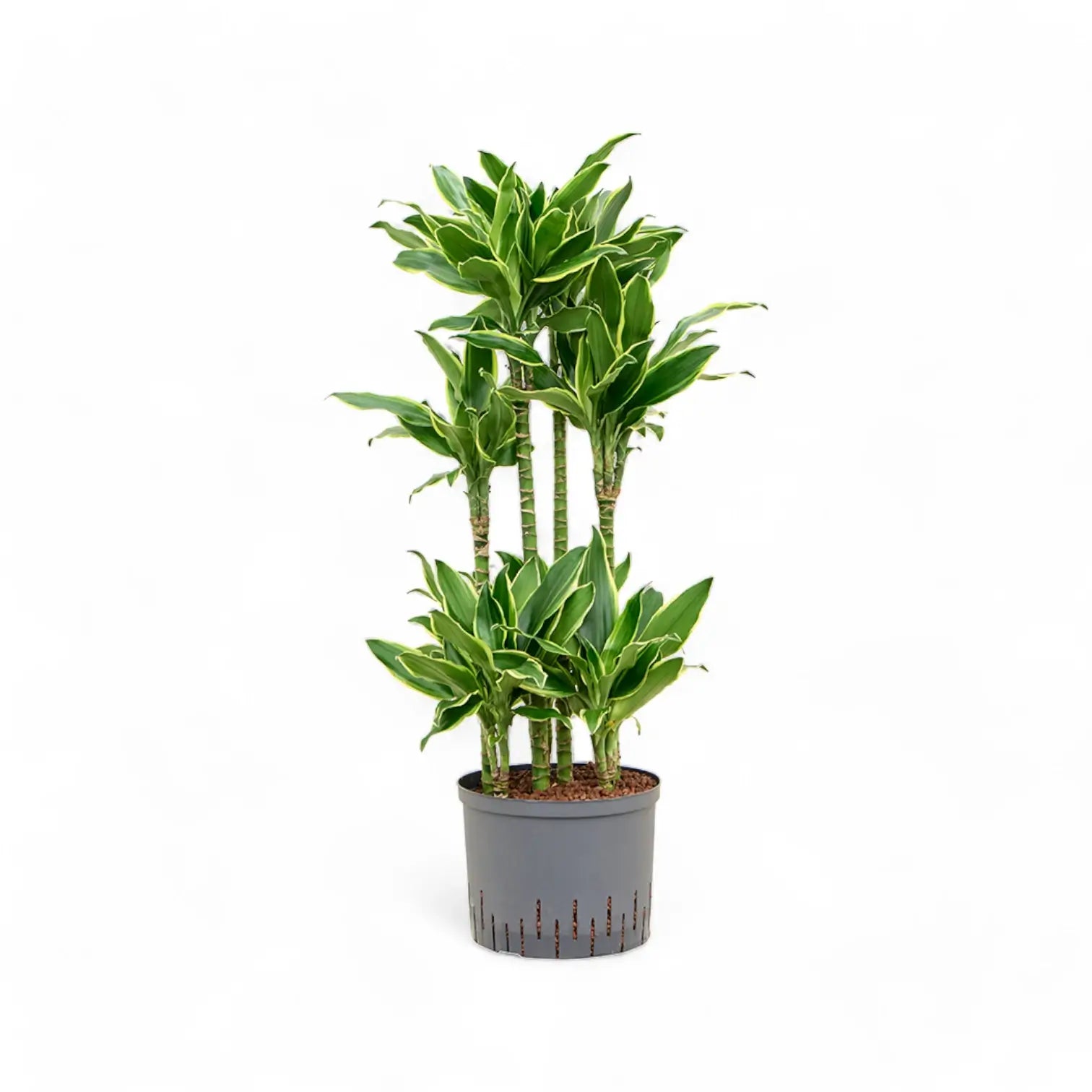 Dracaena fragrans 'Golden Coast' potted houseplant in nursery pot on white background, product photo 9.