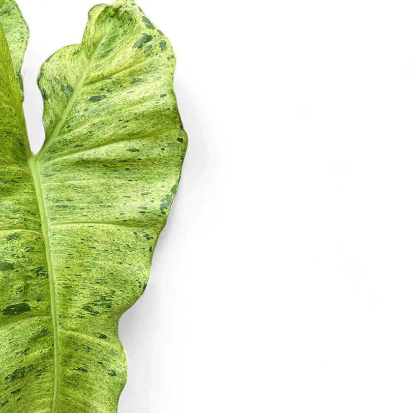 Philodendron 'Paraiso verde' leaf close-up on white background.