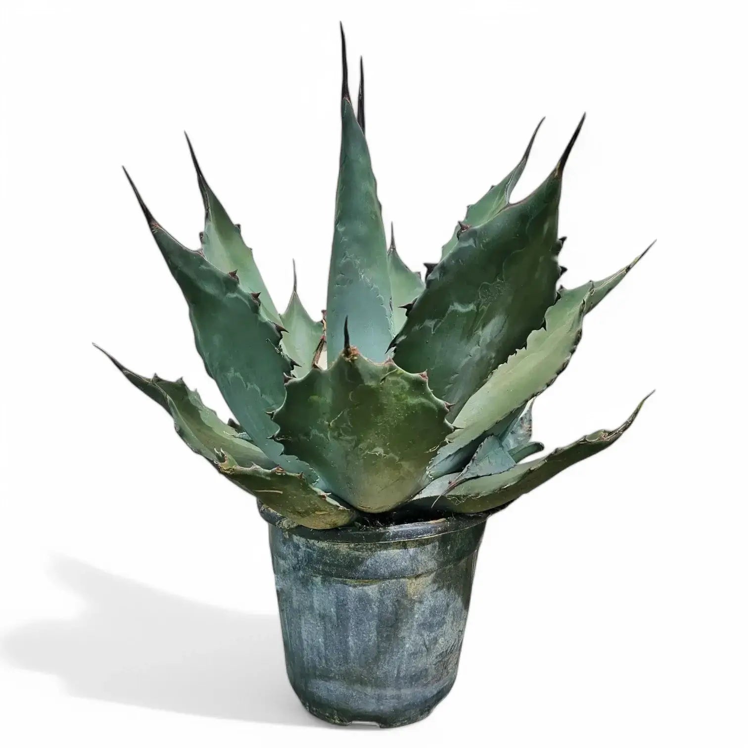 Agave salmiana var. ferox – Topfpflanze im Kulturtopf vor weißem Hintergrund, Produktfoto 2.