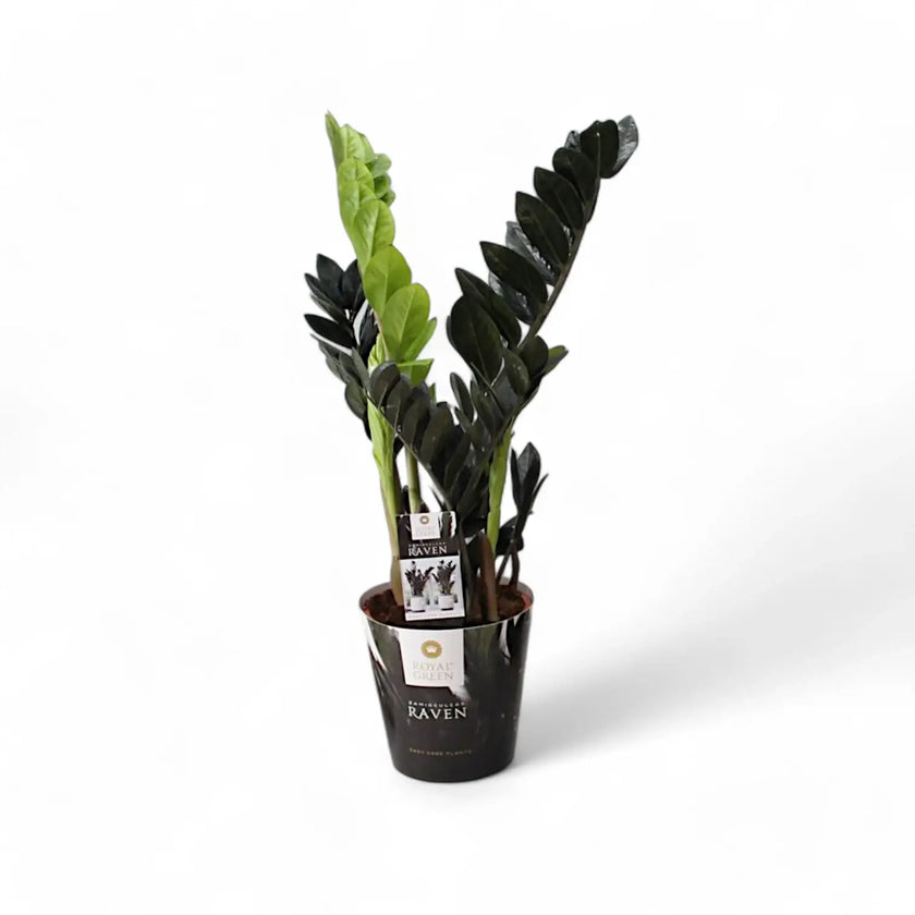 Zamioculcas zamiifolia 'Raven' potted houseplant in nursery pot on white background, product photo 2.