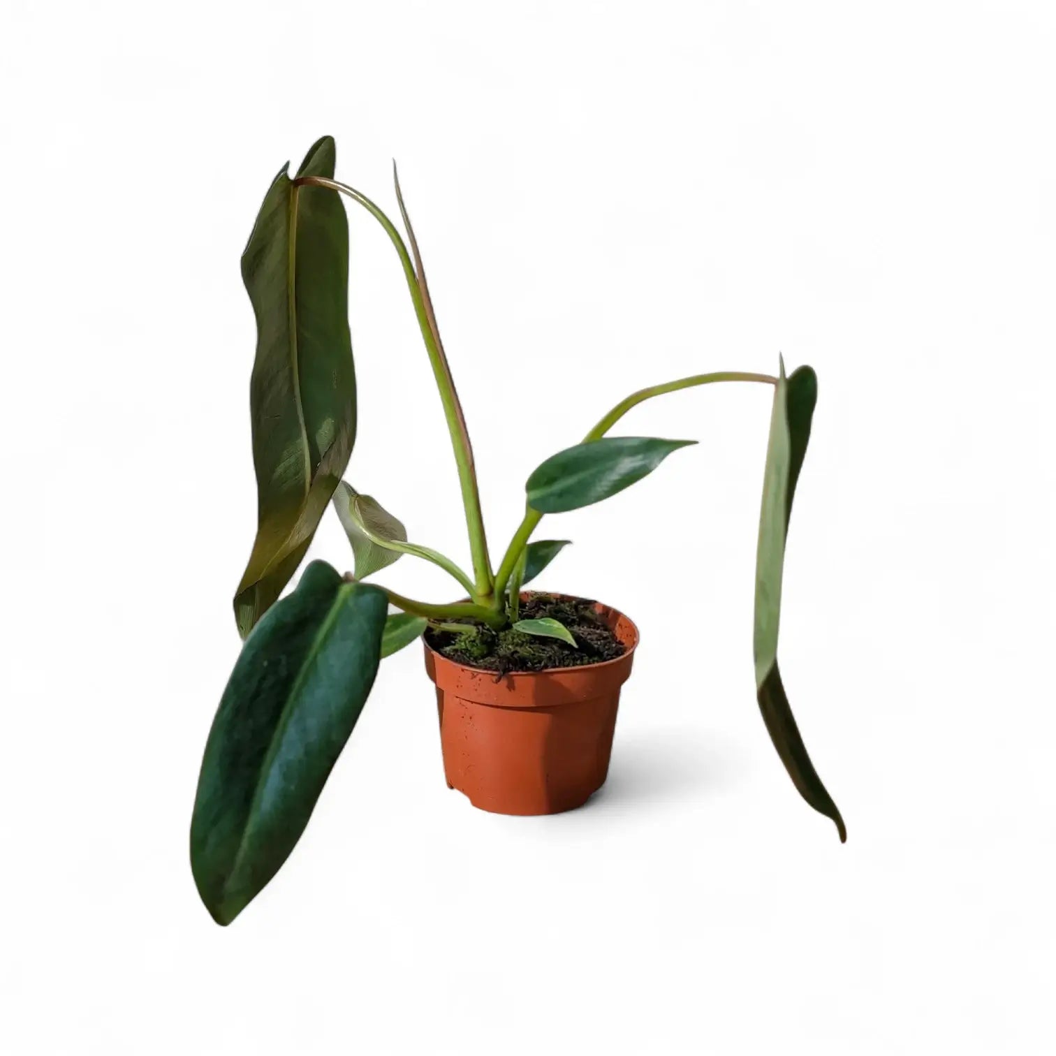 Philodendron spiritus-sancti potted houseplant in nursery pot on white background, product photo 5.