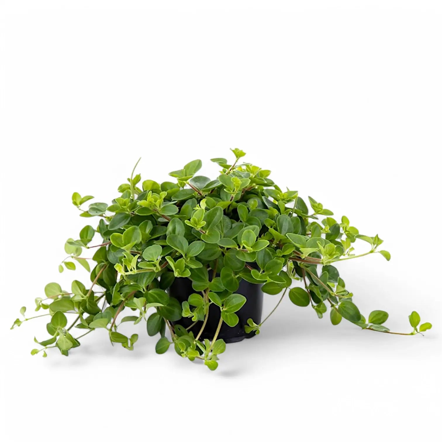 Peperomia rotundifolia potted houseplant in nursery pot on white background, product photo 6.