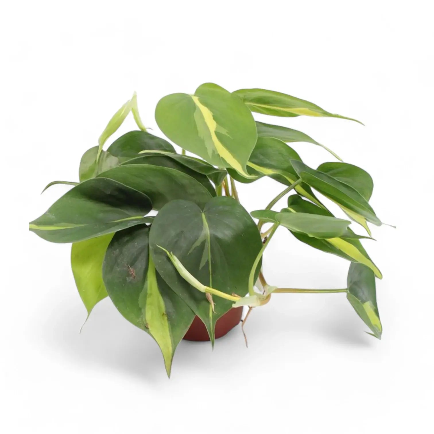 Philodendron hederaceum var. oxycardium 'Brasil' potted houseplant in nursery pot on white background, product photo 7.