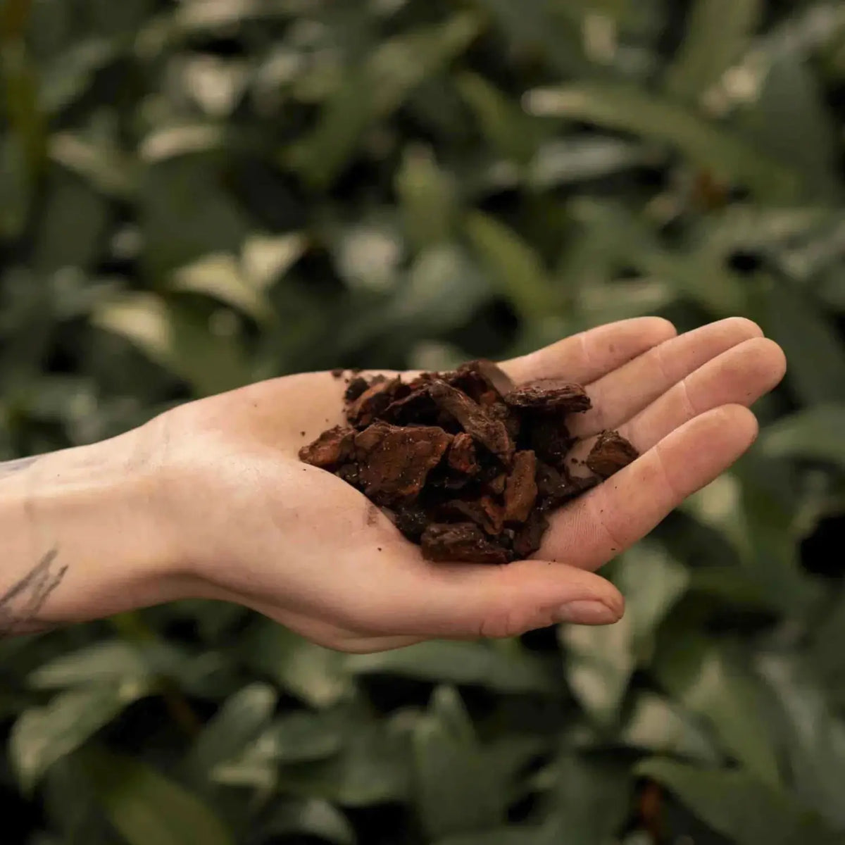 Pine Bark on white background, product photo 3.