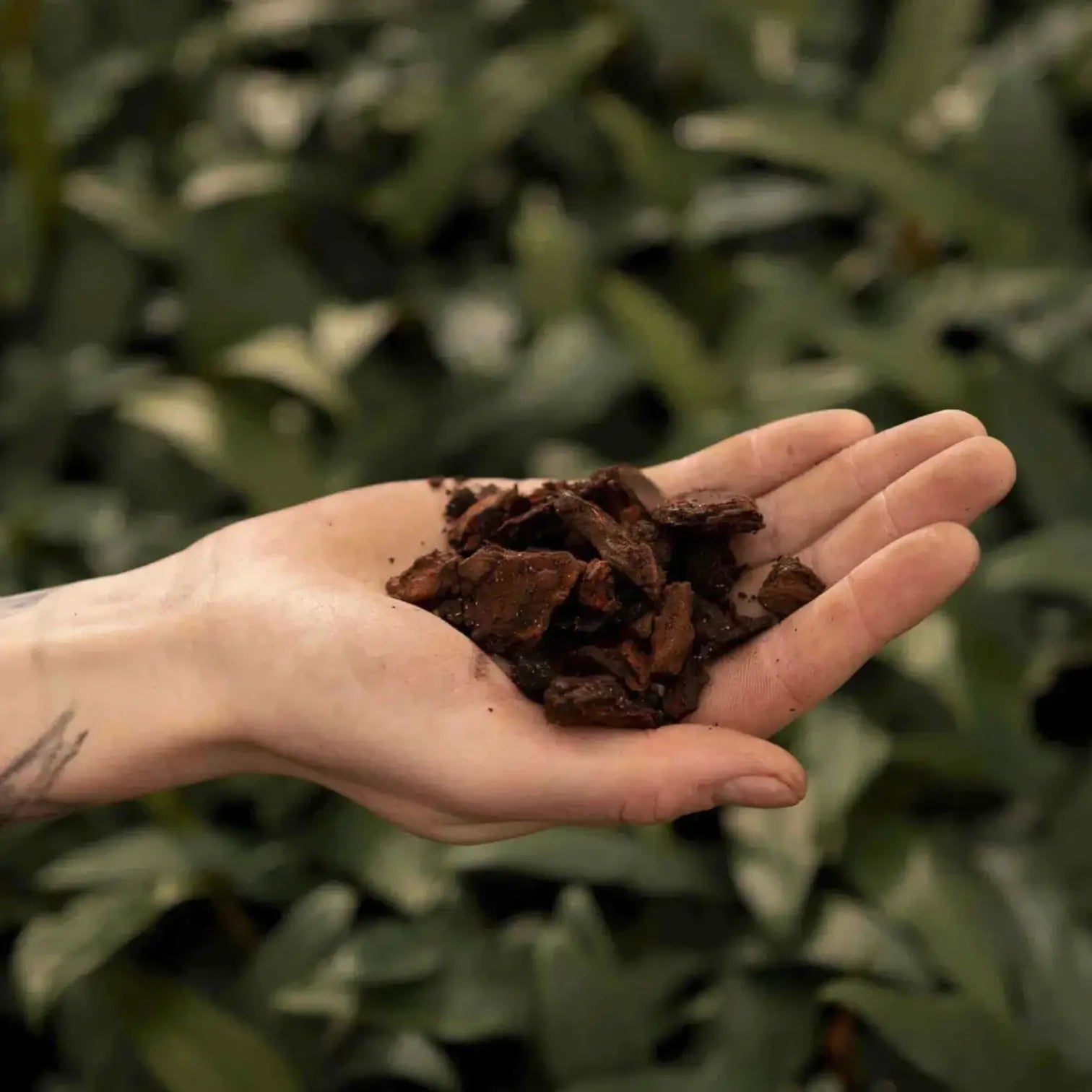 Kiefernrinde vor weißem Hintergrund, Produktfoto 3.