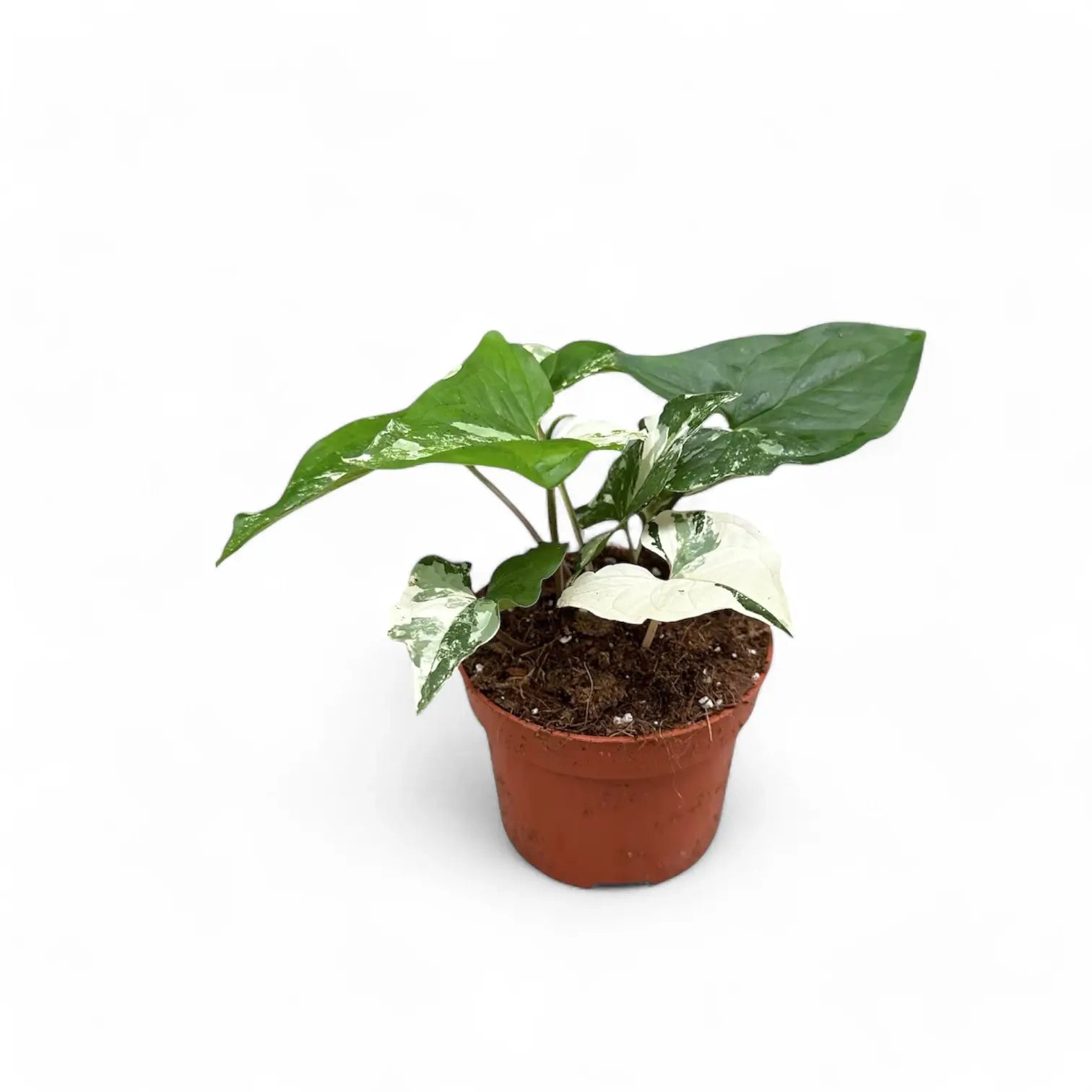 Syngonium podophyllum 'Albo Variegata' potted houseplant in nursery pot on white background, product photo 3.