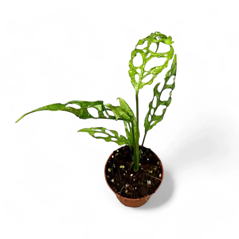 Monstera obliqua (Peru) potted houseplant in nursery pot on white background, product photo 7.