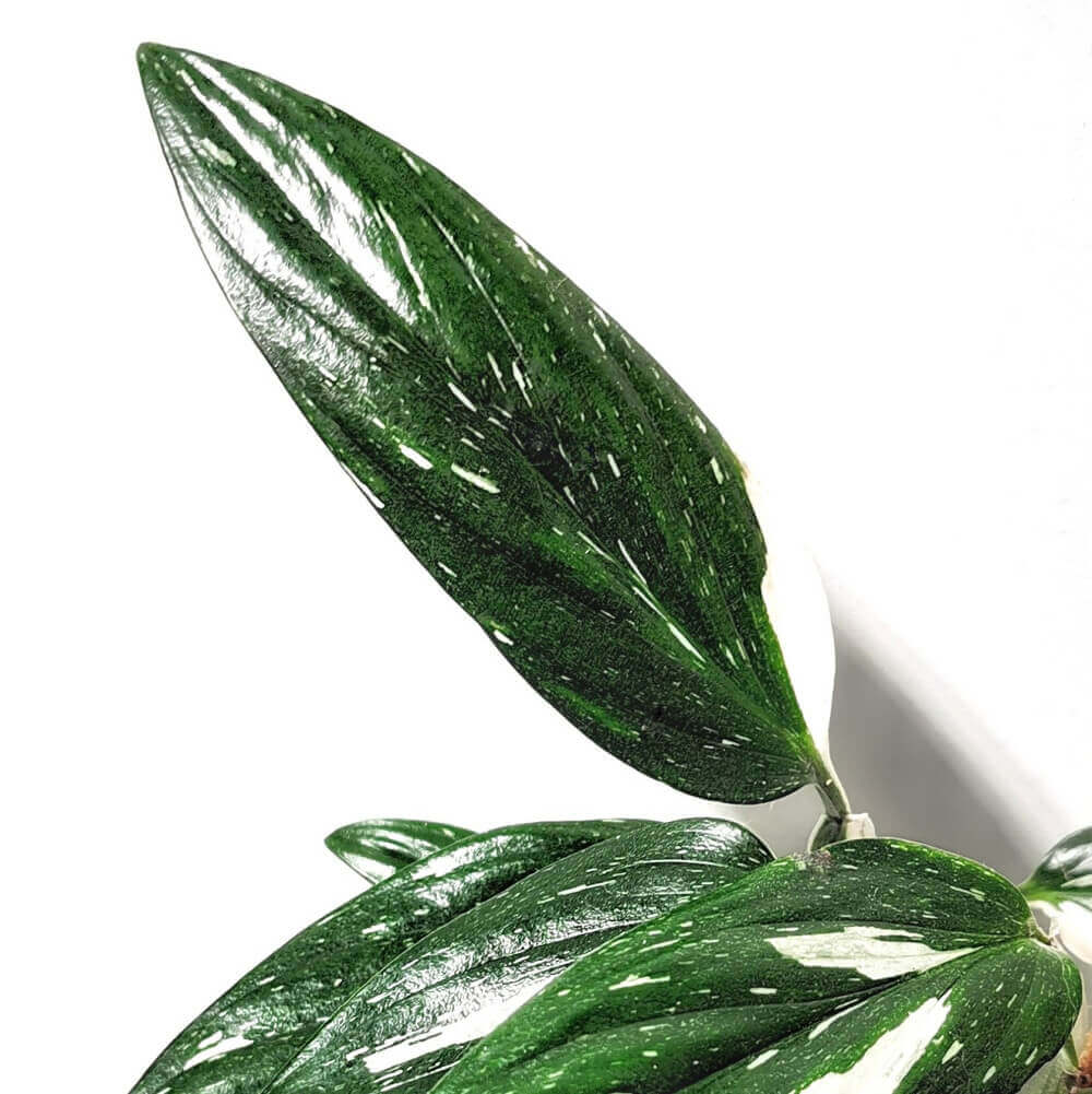 Monstera standleyana variegata potted houseplant in nursery pot on white background, product photo 3.