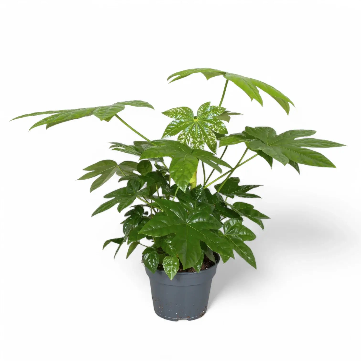 Fatsia japonica potted houseplant in nursery pot on white background, product photo 9.