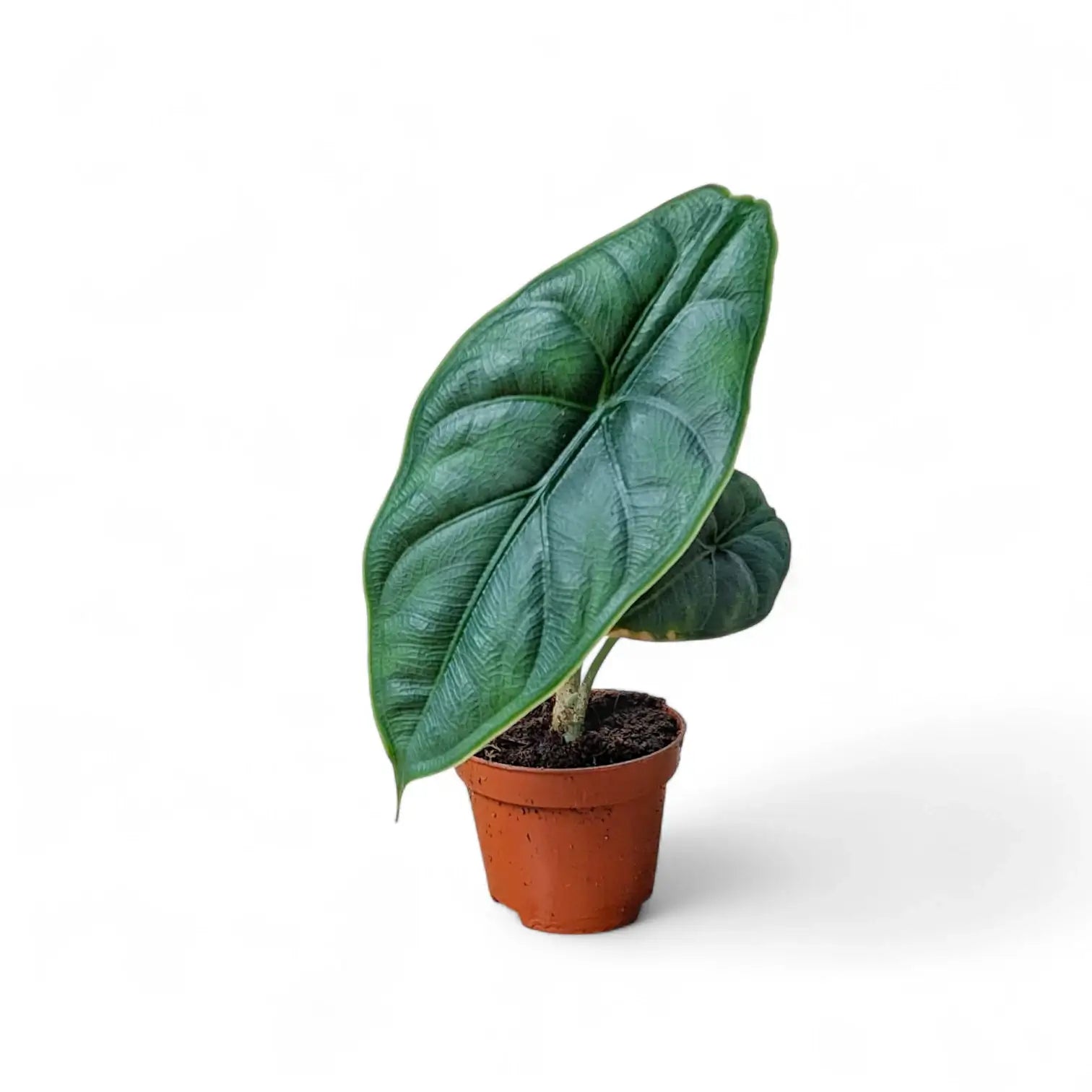 Alocasia puncakborneensis potted houseplant in nursery pot on white background, product photo 2.